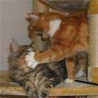 Owned Cat