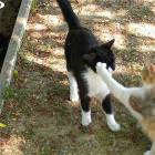 Owned Cat
