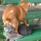 Owned Cat