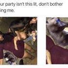 Party Animals