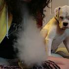 Party Dog