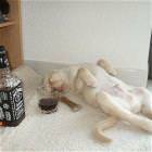 Passed Out Dog