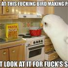 Pasta Bird