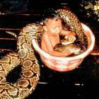 Pet Snake