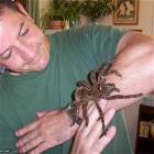 Pet Spider