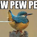Pew Pew Pew