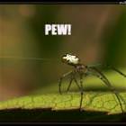 Pew