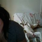 Photo Bomb Dog