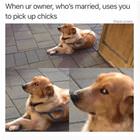 Pick Up Chicks