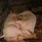 Piggies