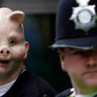 Pigs