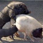 Pigs