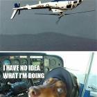 Pilot Dog