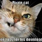 Pirate Cat