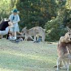 Playful Kangaroos