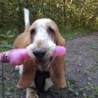 Playing Some Fetch