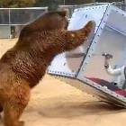 Playing With Bears