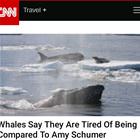 Please Stop Hurting Whales