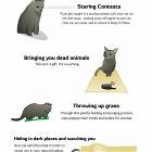Plotting Cat