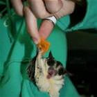 Pocket Creature