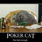 Poker Cat