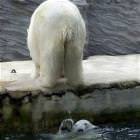 Polar Bear Pee