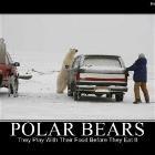 Polar Bears