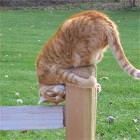 Poledancing