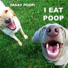 Poooooop