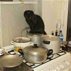 Potsandcat