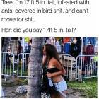 Pretty Tall
