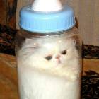 Protein Diet