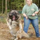 Psycho Dog