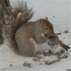 Psychotic Squirrel