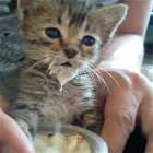 Pudding Cat