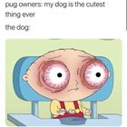 Pug Owners