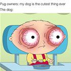 Pug Owners