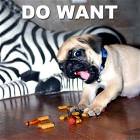 Pug Wants