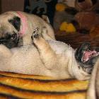 Pugs Doing The Nasty