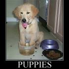 Puppies