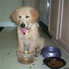 Puppy Chillin