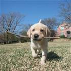 Puppy Fetching