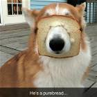 Purebread