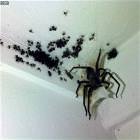 Purtee Spiders