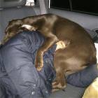 Pushed My Dog Off The Seat