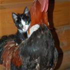 Pussy And Cock