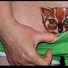 Pussy Cat