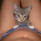 Pussy Cat