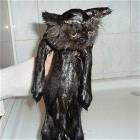 Pussy Cat Is Wet