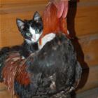 Pussy Riding A Cock